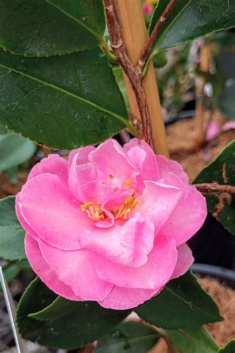 marge miller camellia for sale.